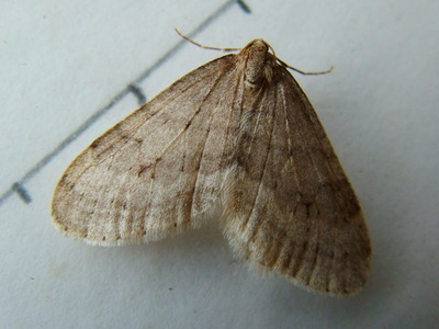 Northern Winter Moth